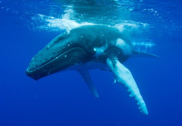 Whale