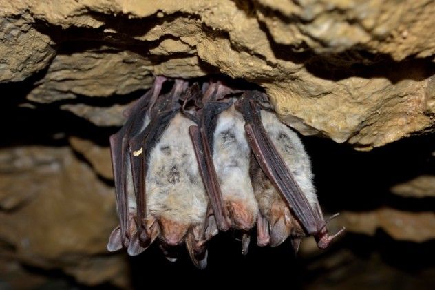 sleepy, cuddly bats