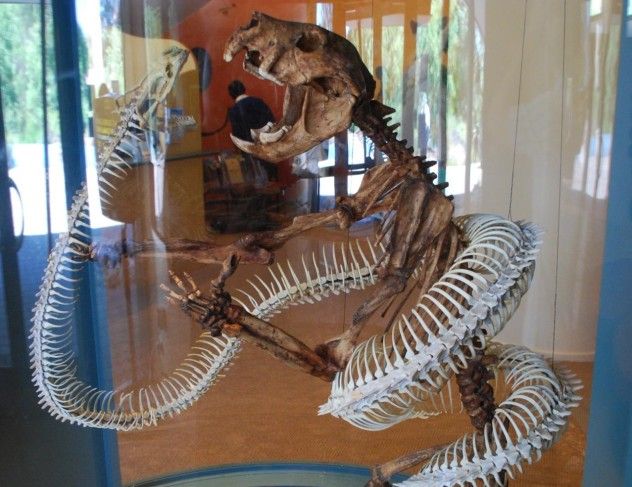 9 Wonambi_naracoortensis_vs_Thylacoleo