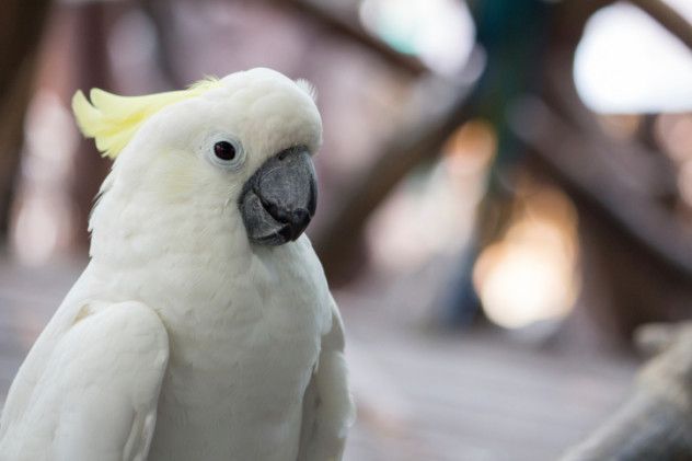 Cockatoo