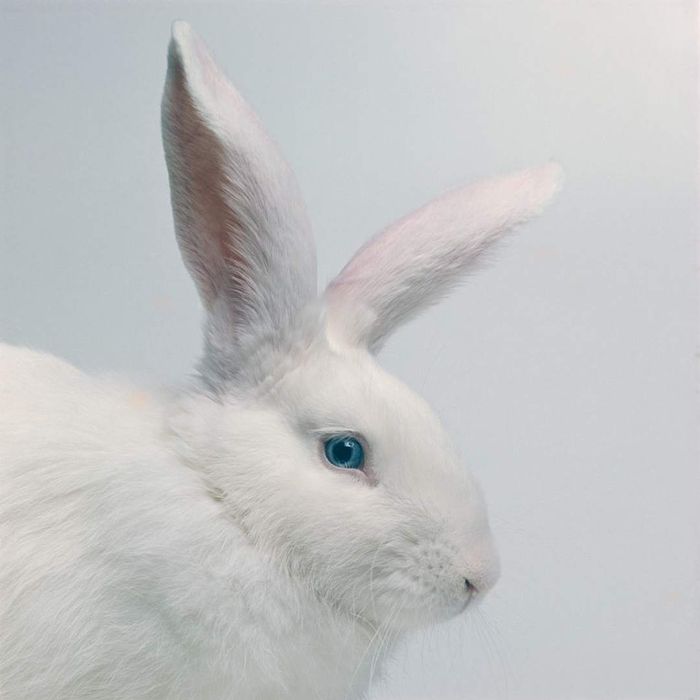photograph of a white rabbit