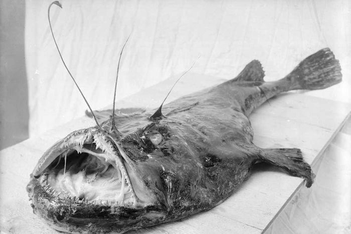 Anglerfish