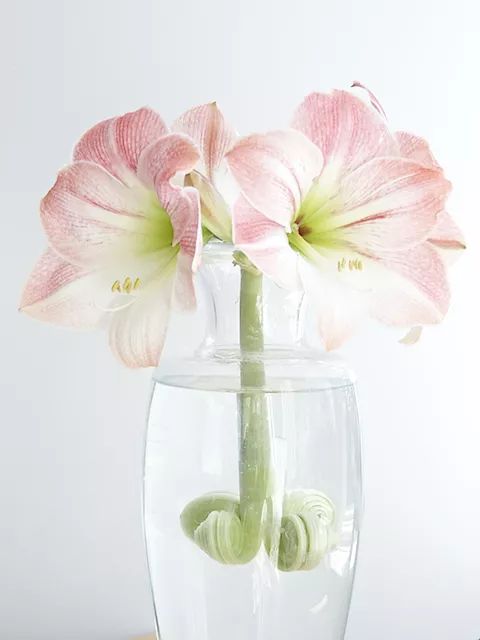 photo of apple blossom amaryllis