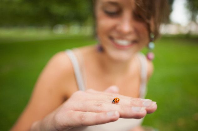 Cannibal Ladybug