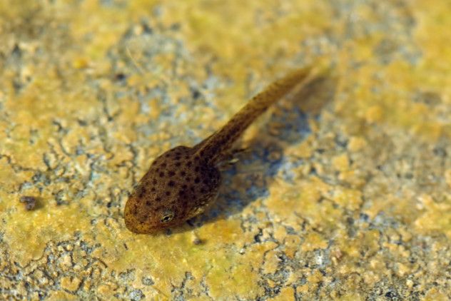 Cannibal Tadpole