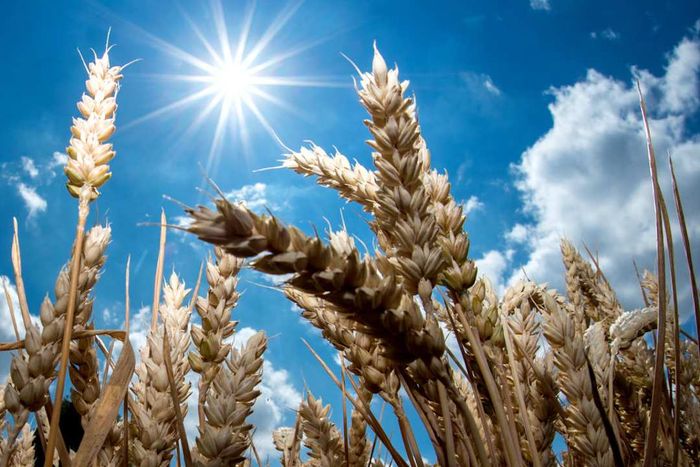 A golden wheat field under the bright sun