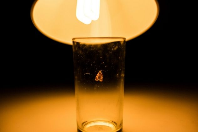 We’ve all seen it: moths drawn to light, but why does it happen? While this behavior is the basis for many bug traps and zappers, the exact reason remains unknown. Several theories have been proposed, but none are universally accepted. In fact, there are compelling arguments against each one.