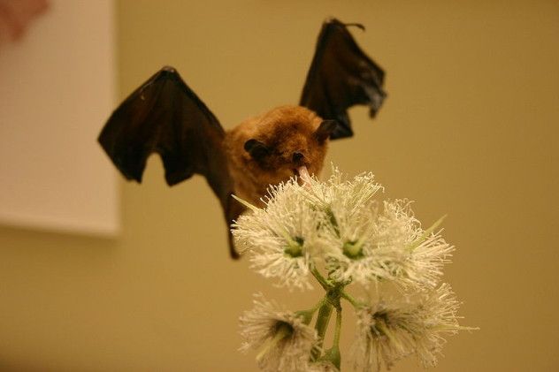 Pallas’s long-tongued bat