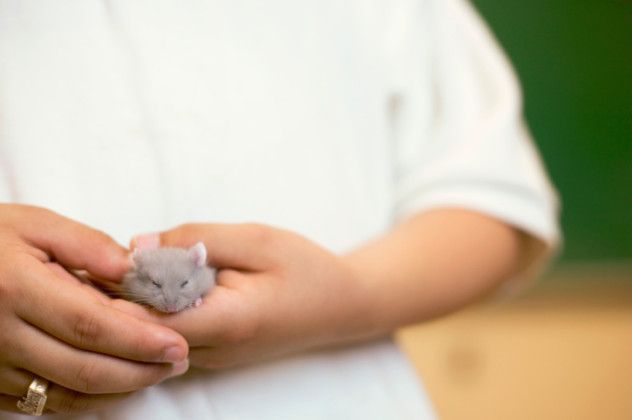 Cannibal Hamster