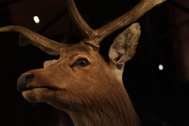 7 deer