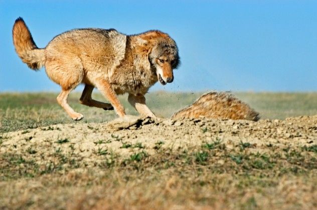 7. Coyote