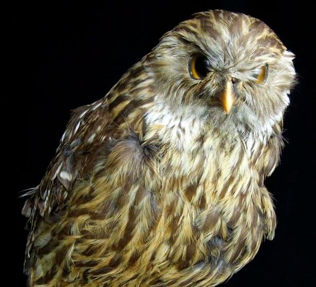 3 owl
