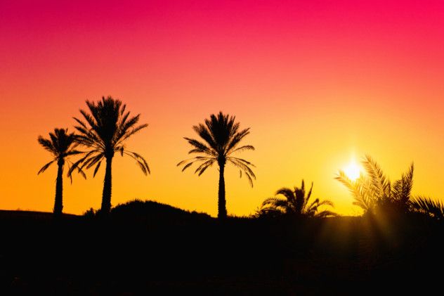 9. Palm