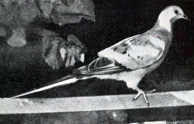 passenger pigeon