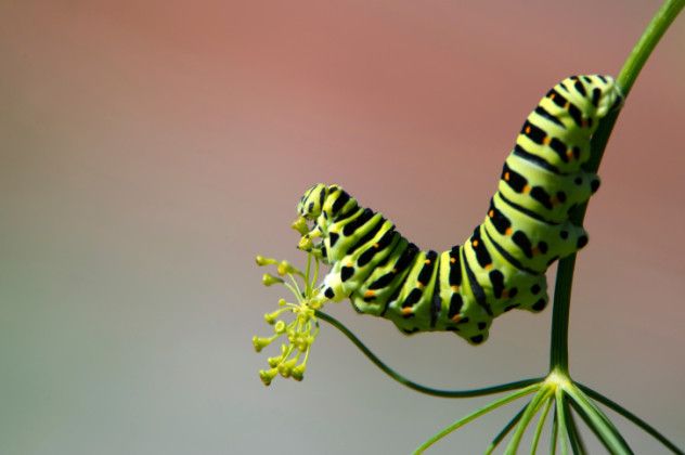 Cannibal Caterpillar