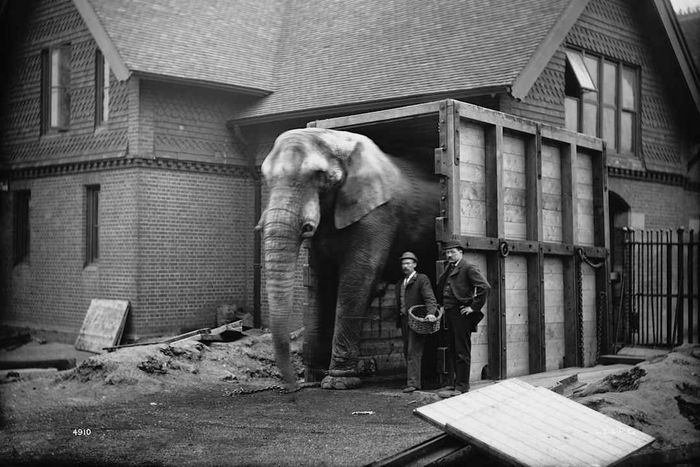 The Original Jumbo