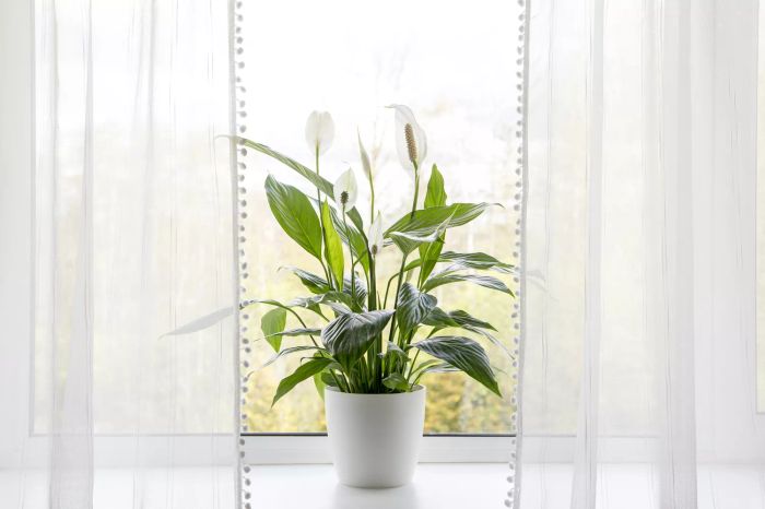 peace lily on window sill