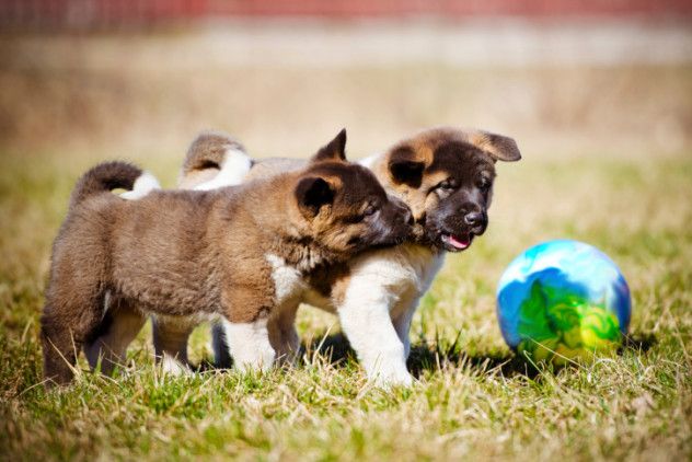 Akita Puppies