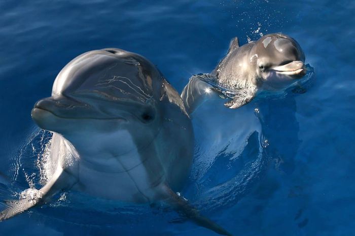 Dolphins give birth at Six Flags Animal Discovery Park.