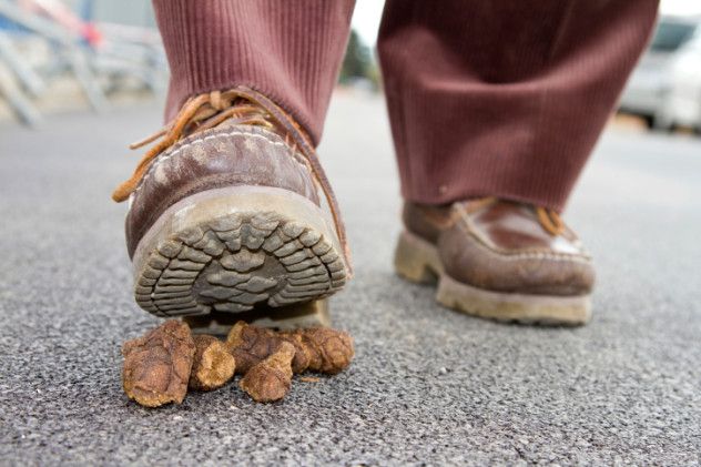 Dog Poop