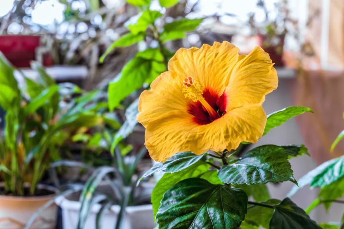 Pet-Safe Plants, Hibiscus