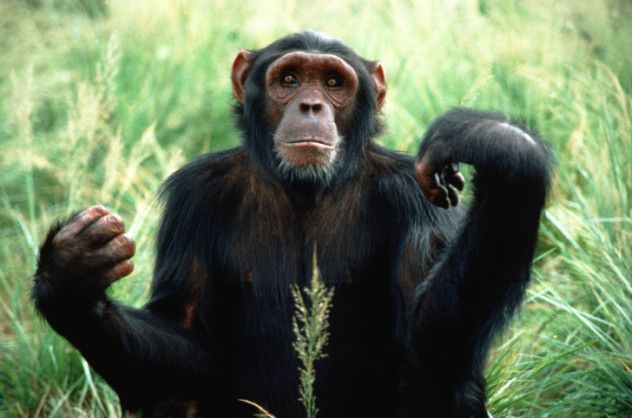 chimpanzee