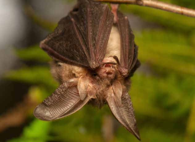 bat with extraordinary ears