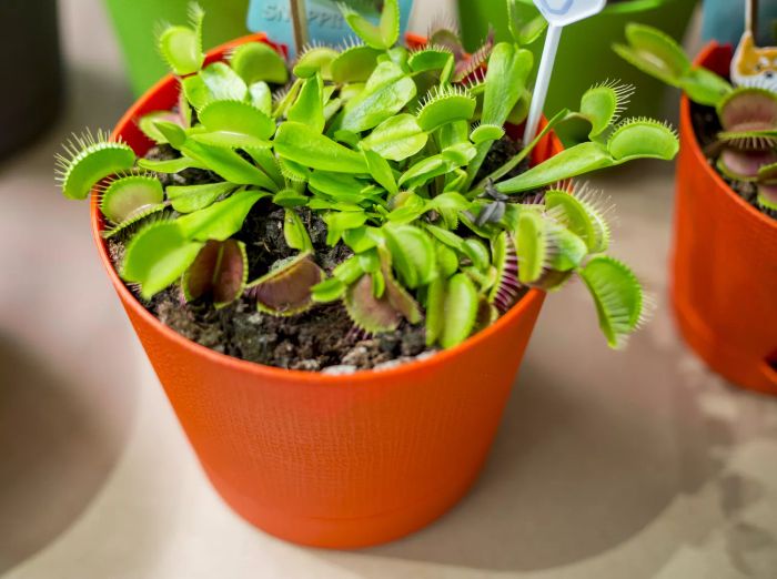 Pet-Safe Plants, Venus Fly Trap