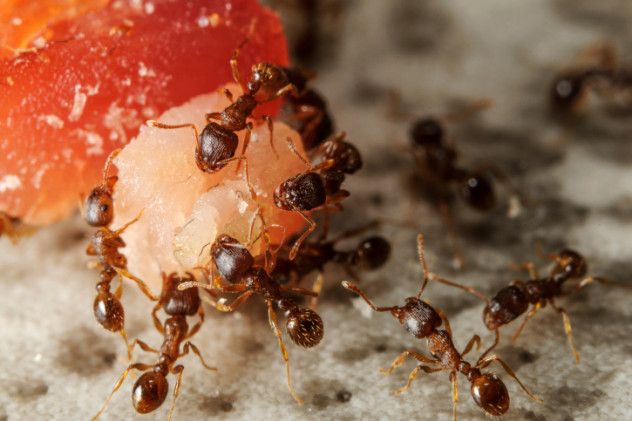 2. Meat Ants