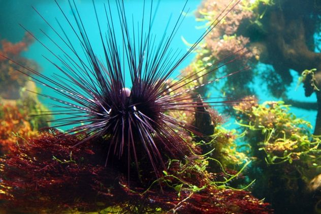 sea-urchin