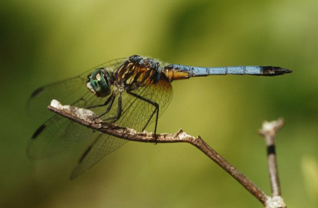 dragonfly