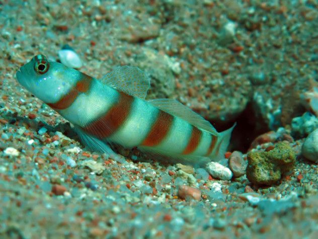 5. Goby