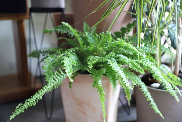 Boston Fern