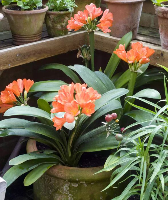 Clivia in a Drafty Room