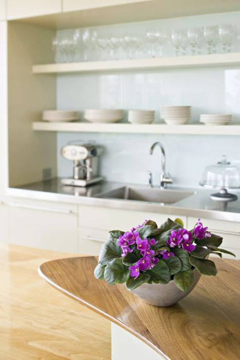 Pet-Safe Plants: African Violet