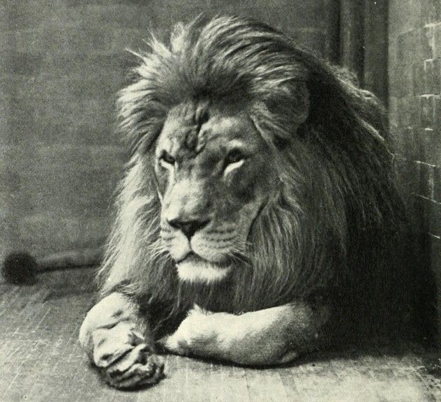 4 Barbary Lion