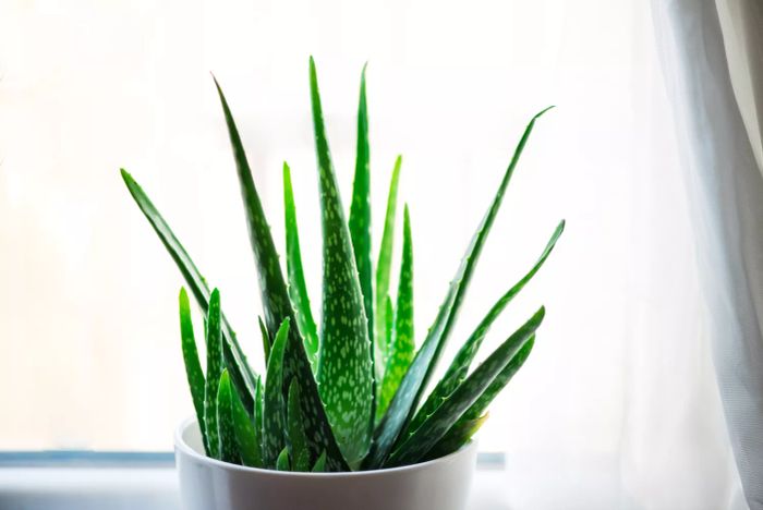 A vibrant aloe vera plant in a white pot placed by a sunny window.