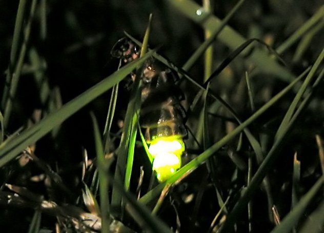 6_Glow_worm