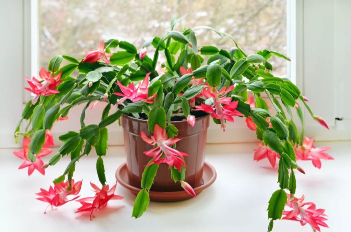 Pet-Safe Plants, Christmas Cactus