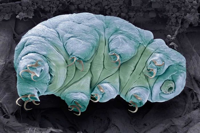 A colored scanning electron micrograph of a tardigrade, a tiny creature that resides in the sand.