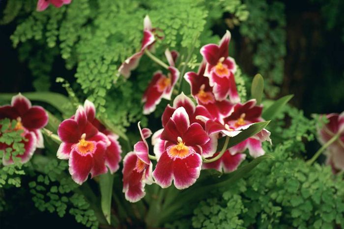 Orchids, United Kingdom