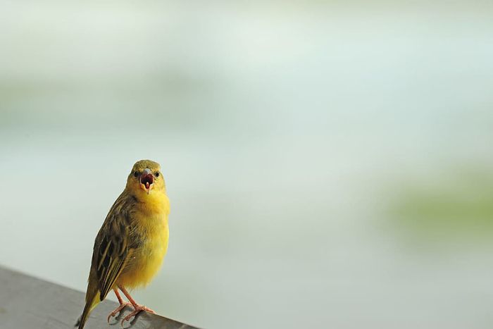 In Amboseli National Park, Kenya, you might spot the vibrant yellow canary or Weaver bird.