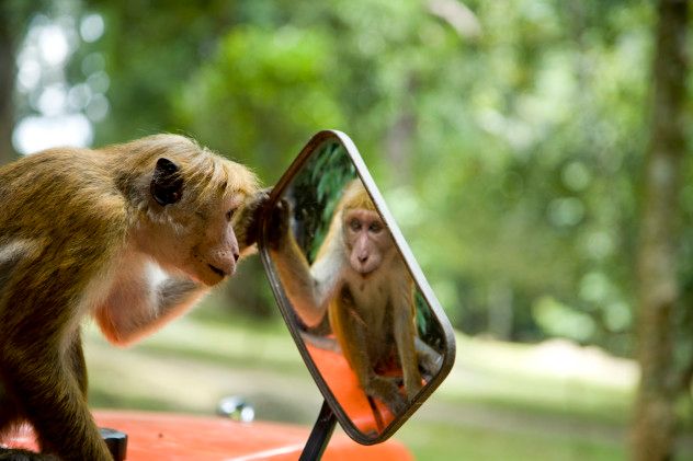 10 mirror