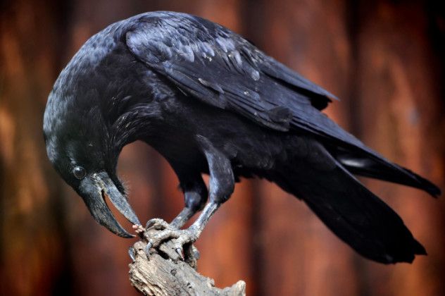 4. Raven