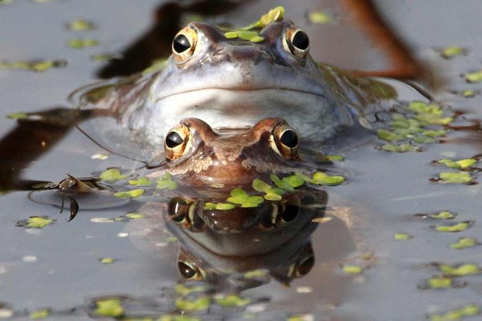 Two frogs swimming in a pond