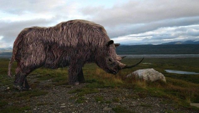 1 Woolly Rhino