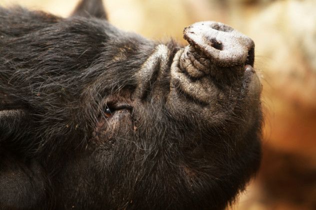 black boar