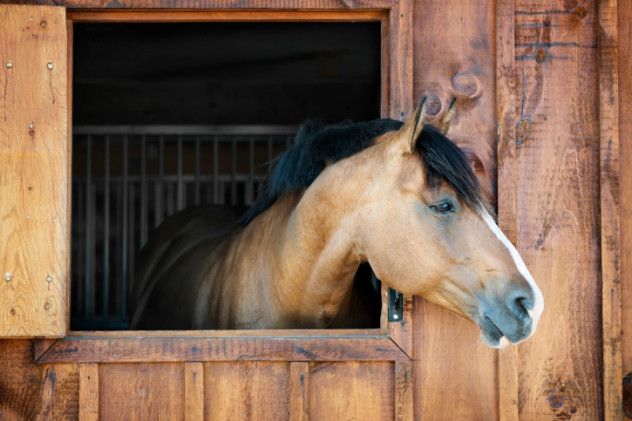 For years, a horse named Jim carried out his duties, pulling a milk wagon through the streets of St. Louis, Missouri. In 1898, Jim transitioned to a less mobile job. Like many other horses in the U.S., Jim regularly received injections of diphtheria toxin.