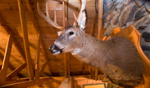 Deer Head