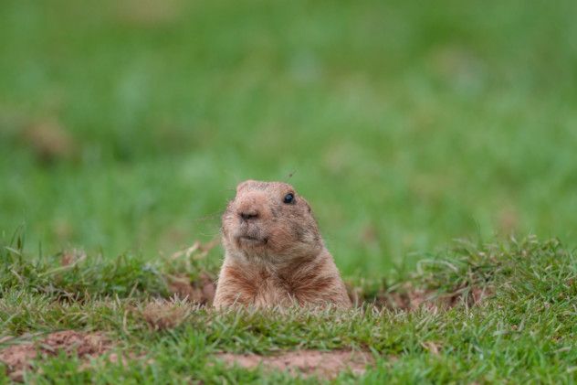 Cannibal Prairie Dog